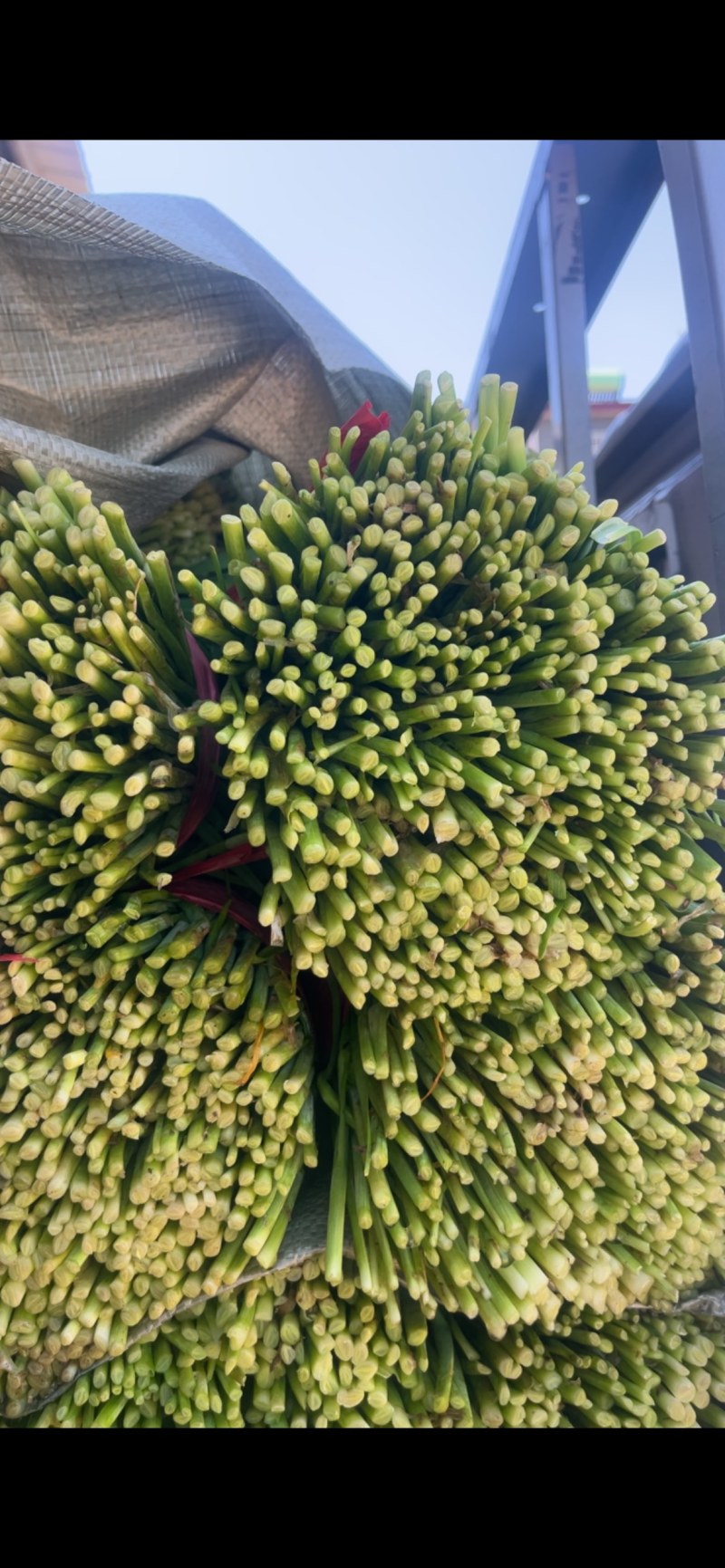 韭菜临漳大叶韭菜交通便利，品种、规格齐全基地直发