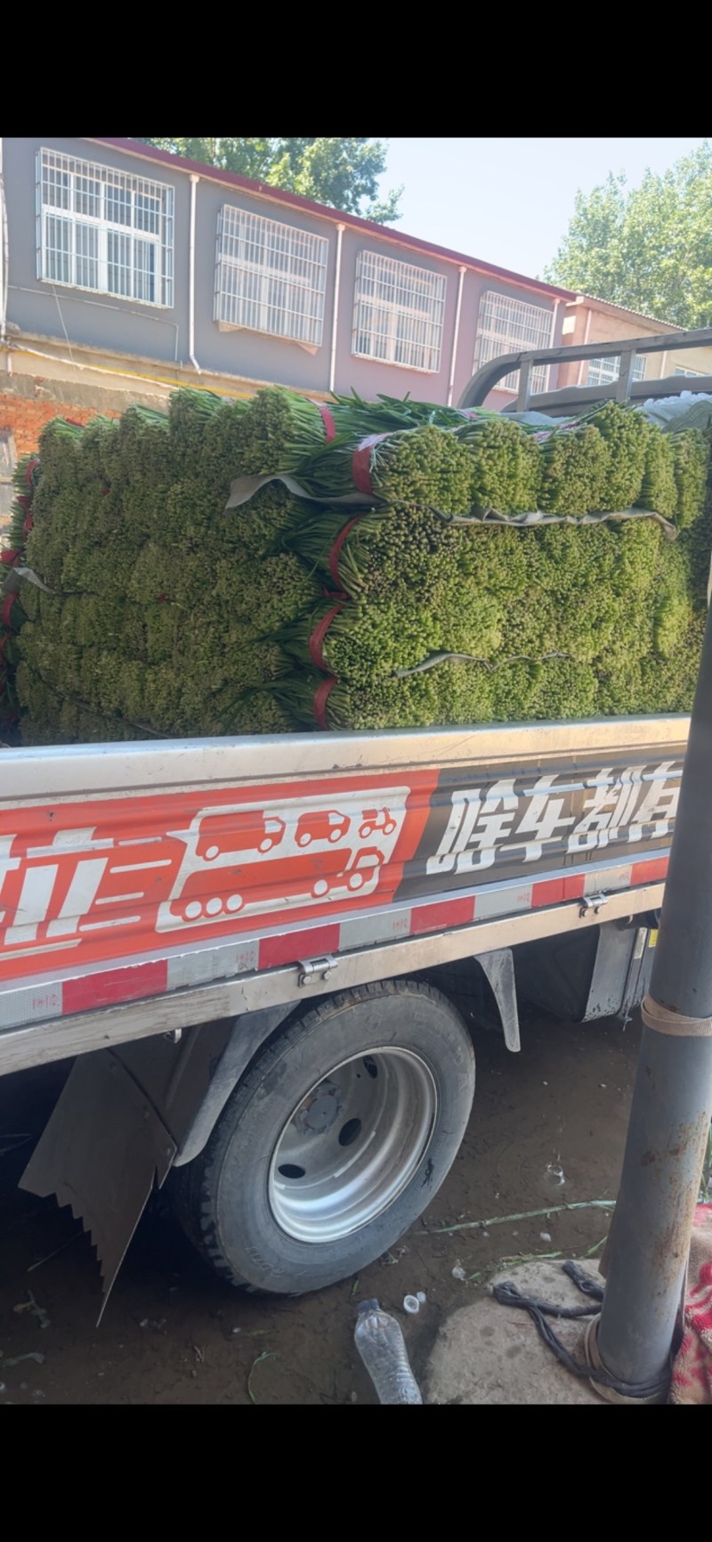 韭菜临漳大叶韭菜交通便利，品种、规格齐全基地直发