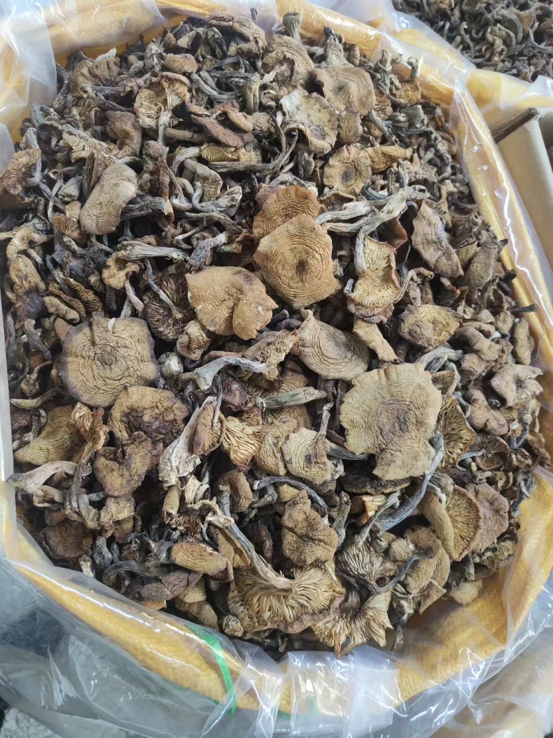 东北马姐榛蘑批发