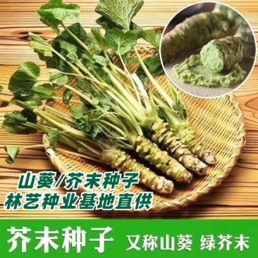 芥末种子山葵种种子呛鼻耐热调味料春夏秋冬四季阳台蔬菜孑