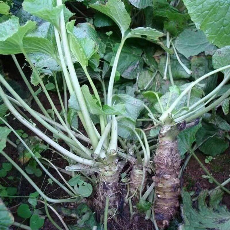 芥末种子山葵种种子呛鼻耐热调味料春夏秋冬四季阳台蔬菜孑