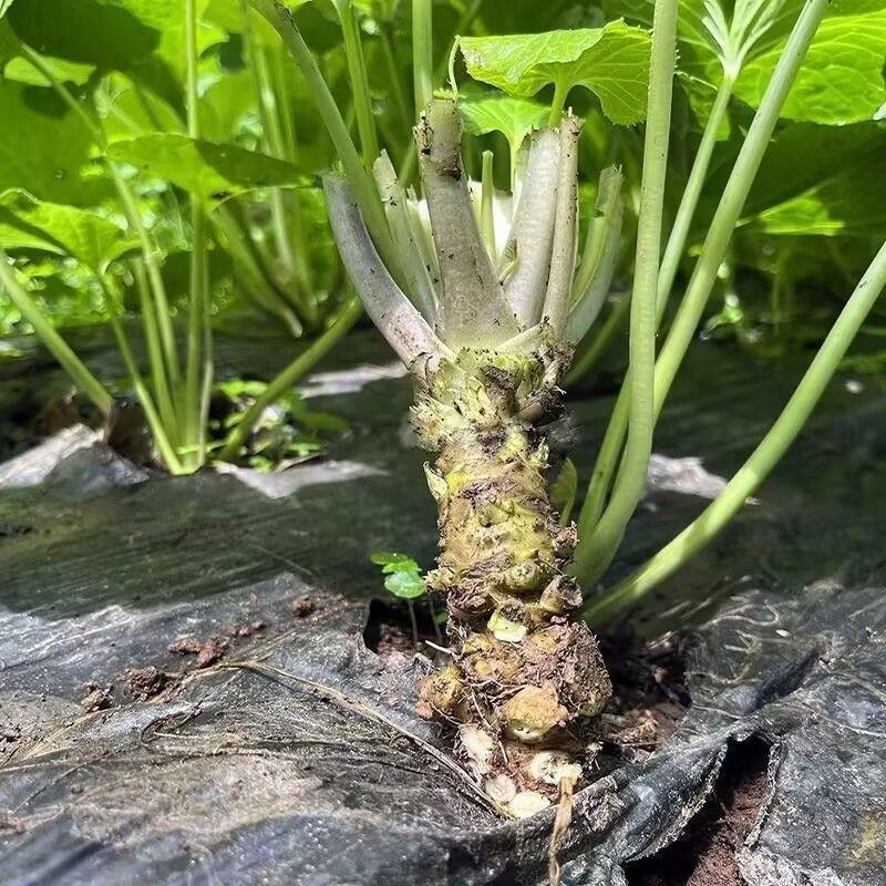 芥末种子山葵种种子呛鼻耐热调味料春夏秋冬四季阳台蔬菜孑