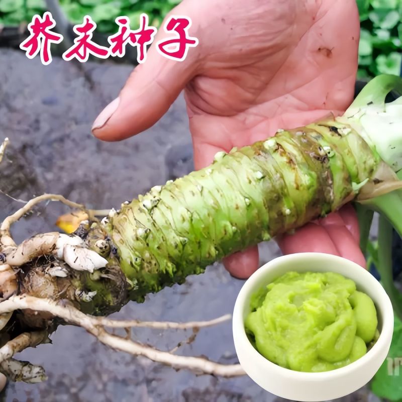 芥末种子山葵种种子呛鼻耐热调味料春夏秋冬四季阳台蔬菜孑