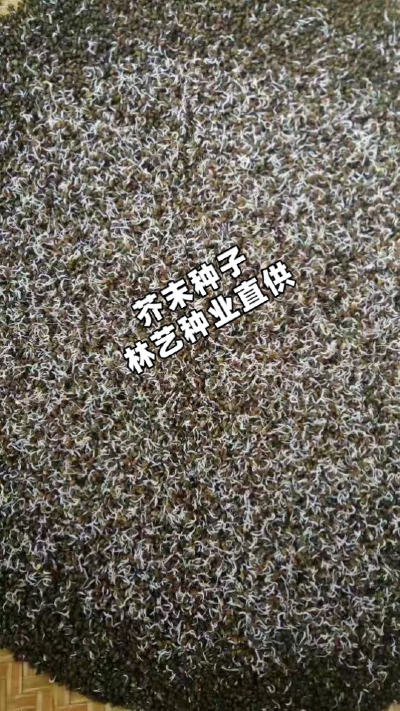 芥末种子山葵种种子呛鼻耐热调味料春夏秋冬四季阳台蔬菜孑