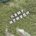 芥末种子山葵种种子呛鼻耐热调味料春夏秋冬四季阳台蔬菜孑