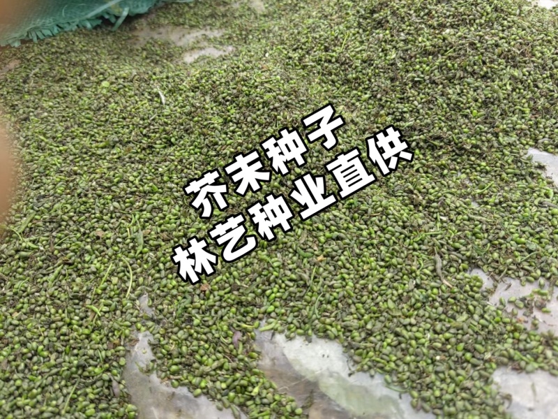 芥末种子山葵种种子呛鼻耐热调味料春夏秋冬四季阳台蔬菜孑