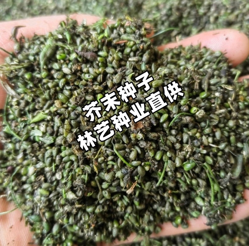 芥末种子山葵种种子呛鼻耐热调味料春夏秋冬四季阳台蔬菜孑