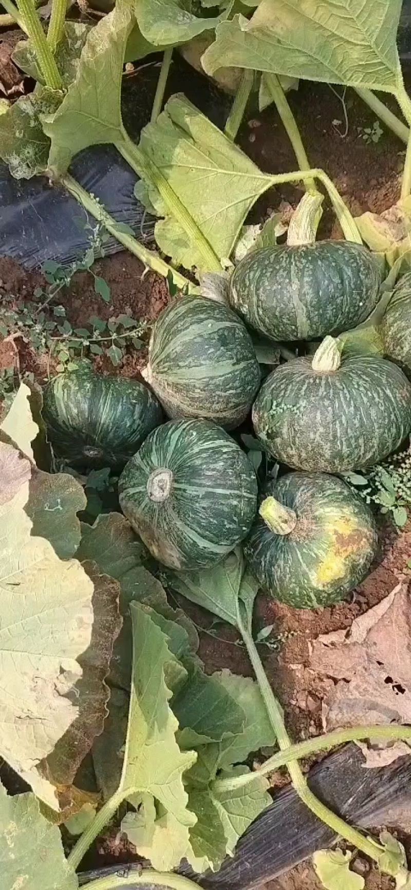 各种南瓜代收