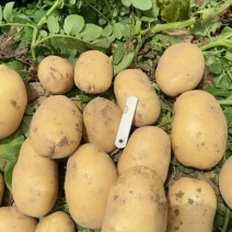 【推荐】河南土豆大量上市/沃土5号/视频看货/量大优惠