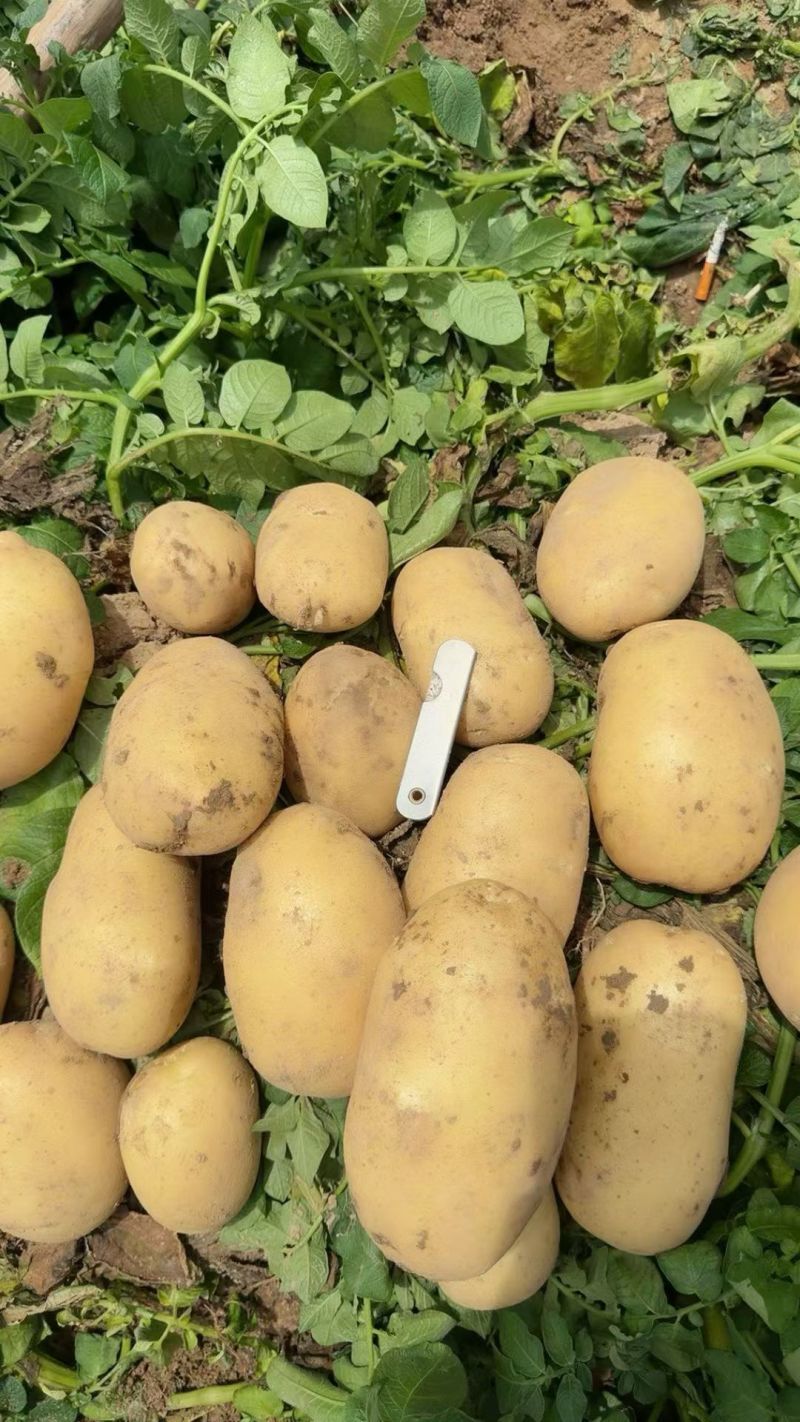 【推荐】河南土豆大量上市/沃土5号/视频看货/量大优惠