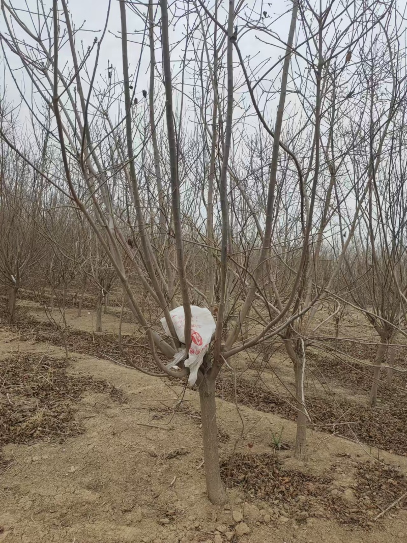 黄栌树苗基地，4~12公分的大量有货，欢迎咨询实地看货。