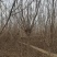 黄栌树苗基地，4~12公分的大量有货，欢迎咨询实地看货。
