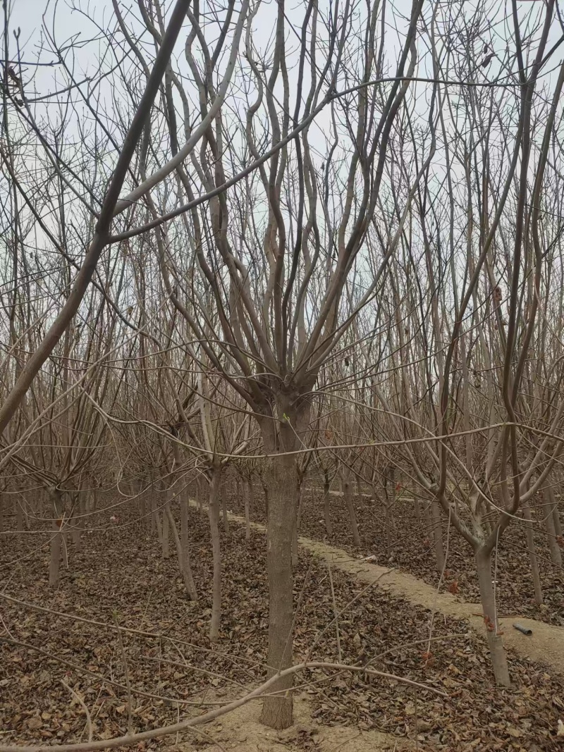黄栌树苗基地，4~12公分的大量有货，欢迎咨询实地看货。