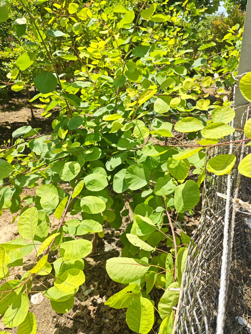 黄栌树苗基地，4~12公分的大量有货，欢迎咨询实地看货。