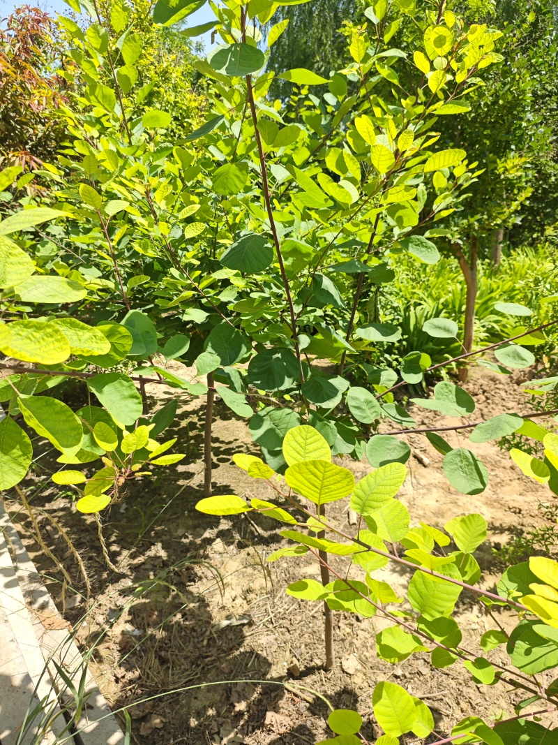 黄栌树苗基地，4~12公分的大量有货，欢迎咨询实地看货。