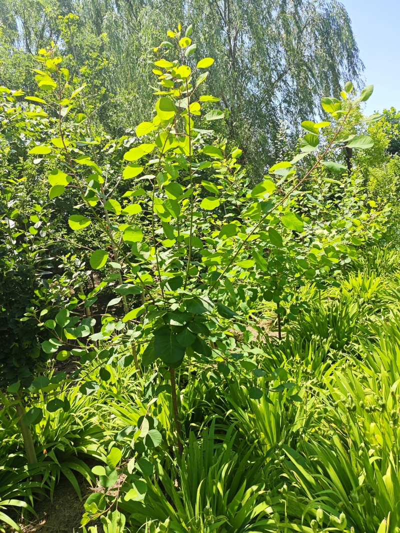 黄栌树苗基地，4~12公分的大量有货，欢迎咨询实地看货。