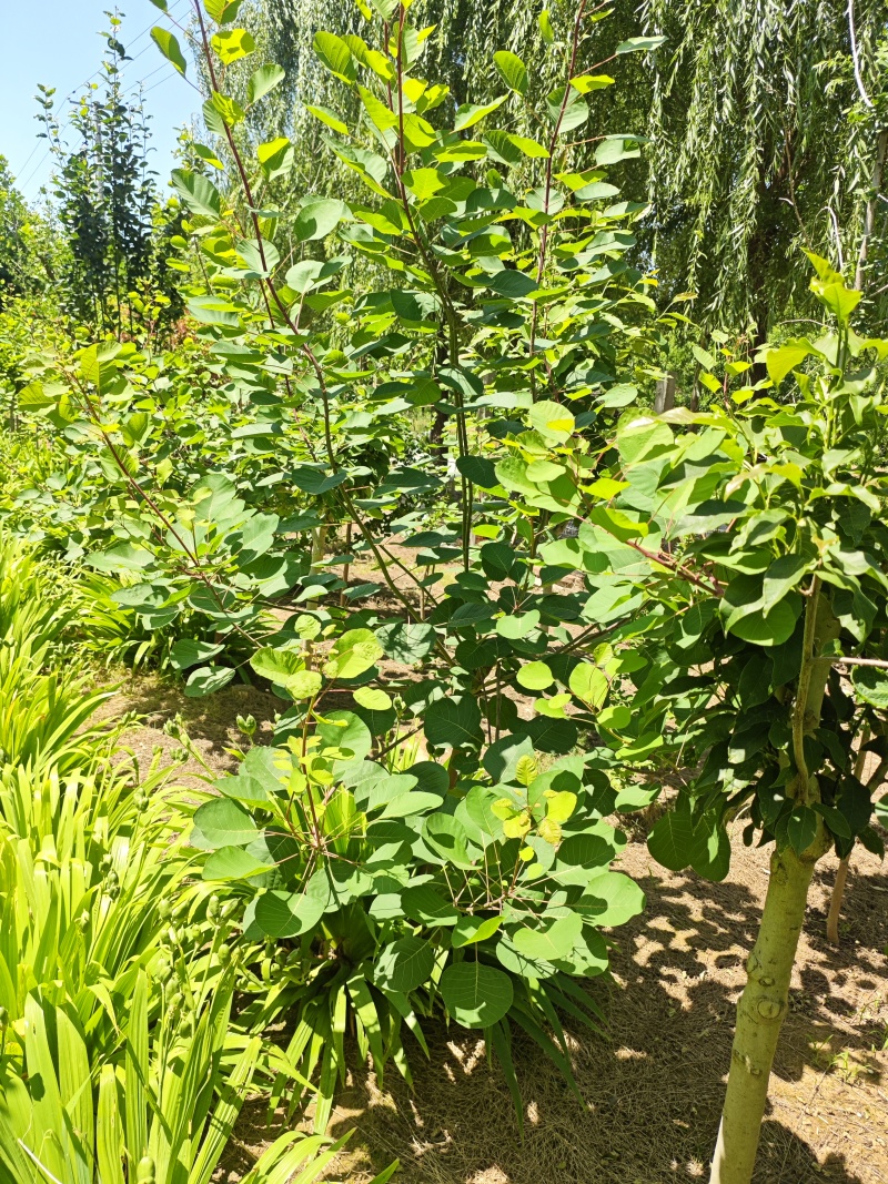 黄栌树苗基地，4~12公分的大量有货，欢迎咨询实地看货。