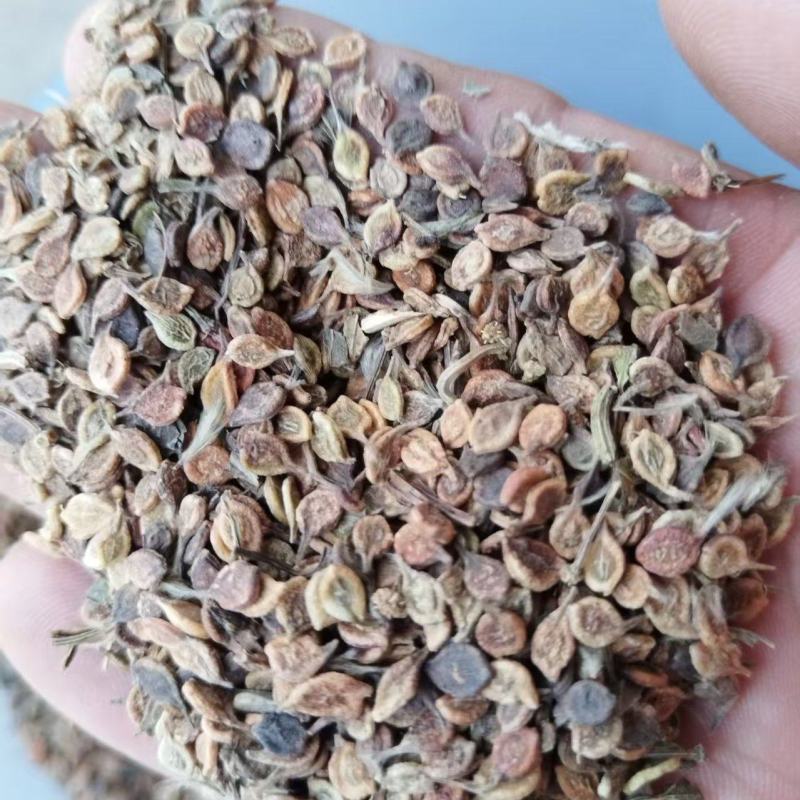 河北威灵仙种子成活率高对接全国价格优惠质量好走货快