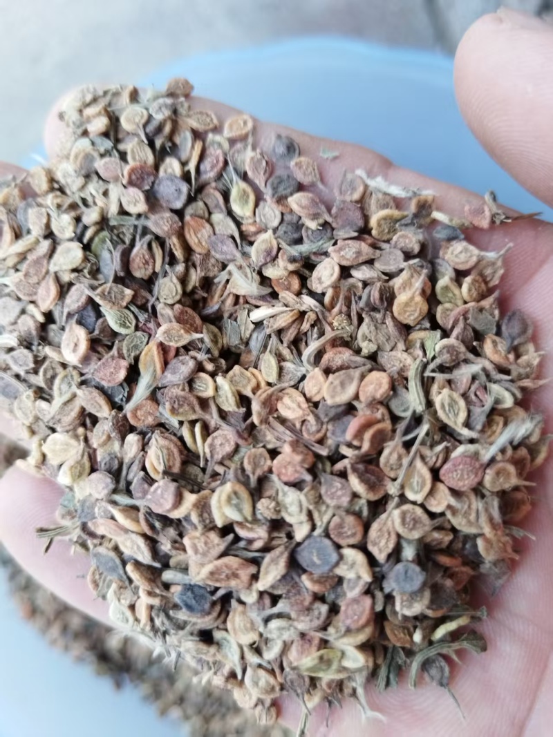 河北威灵仙种子成活率高对接全国价格优惠质量好走货快