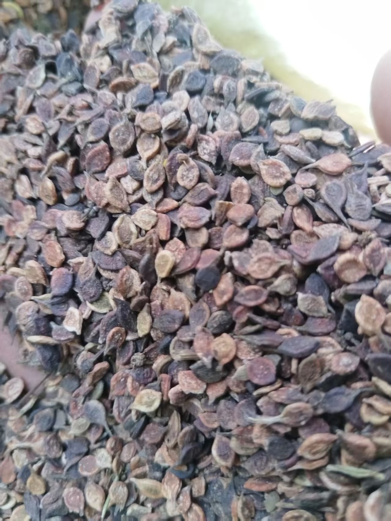 河北威灵仙种子成活率高对接全国价格优惠质量好走货快