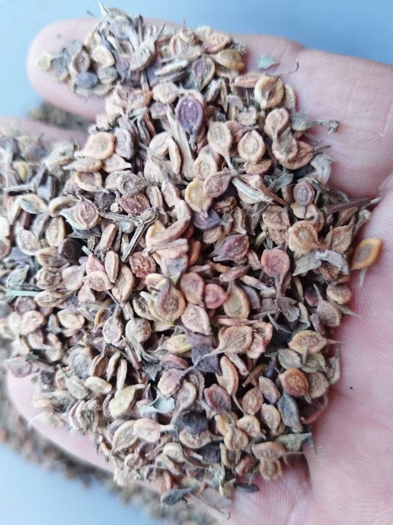 河北威灵仙种子成活率高对接全国价格优惠质量好走货快