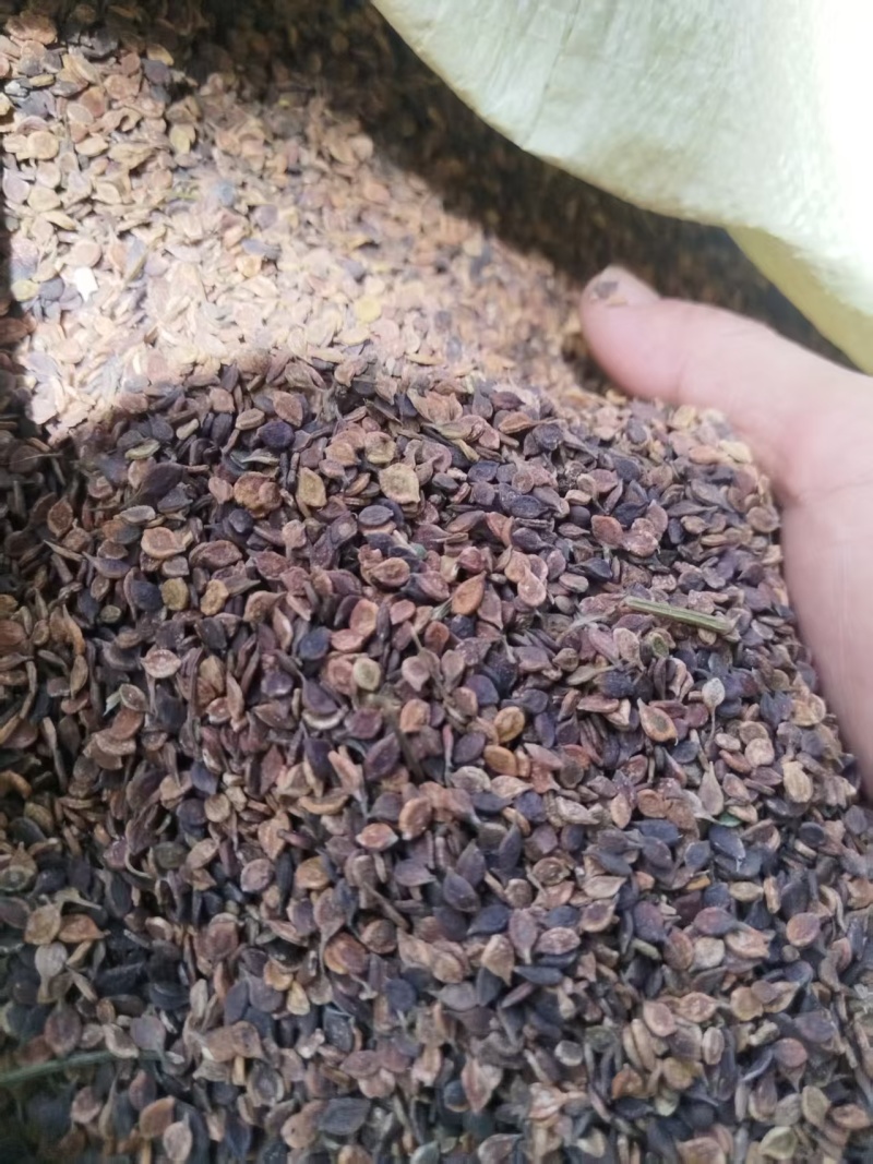 河北威灵仙种子成活率高对接全国价格优惠质量好走货快