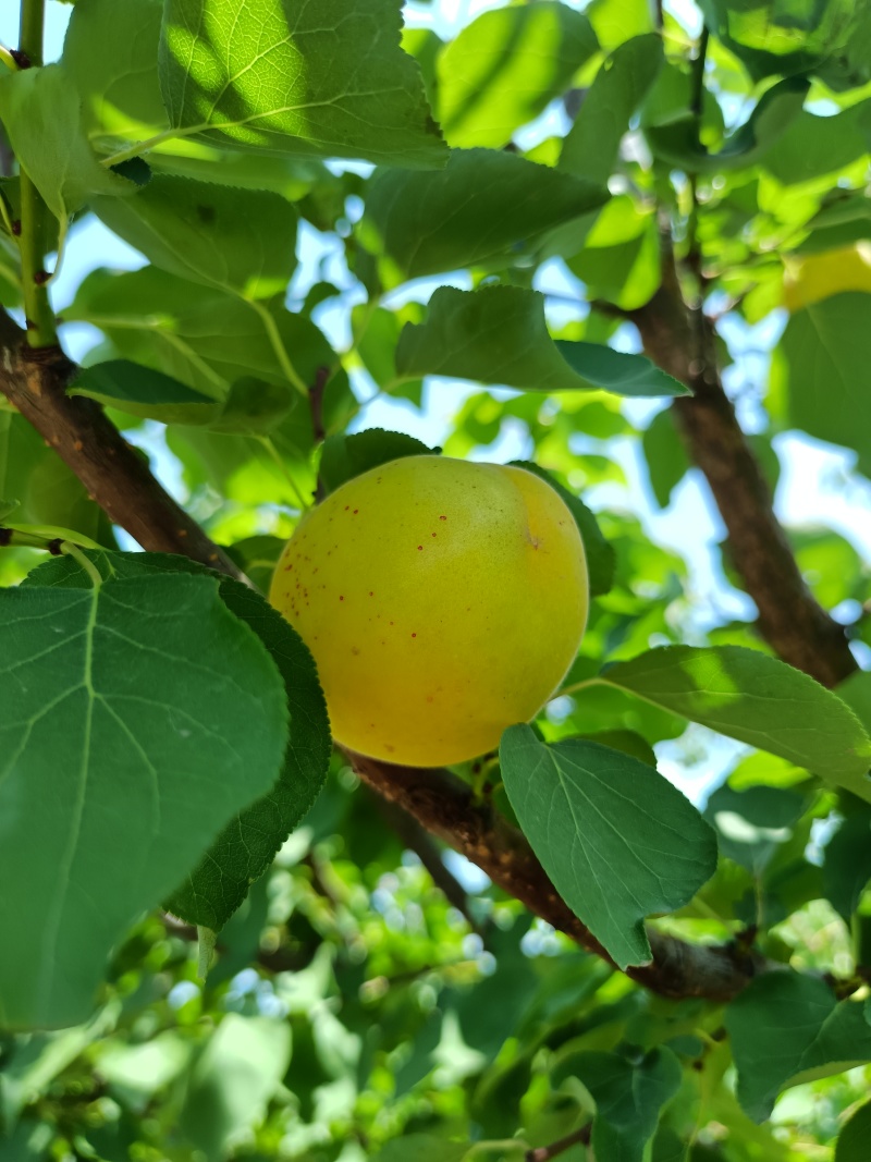 荷兰香蜜杏即将成熟