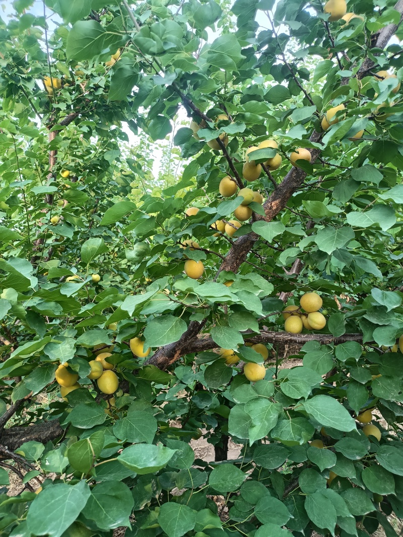 荷兰香蜜杏即将成熟