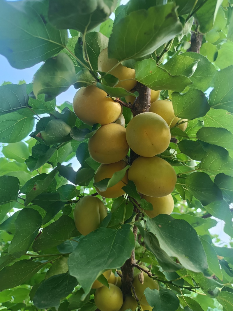 荷兰香蜜杏即将成熟