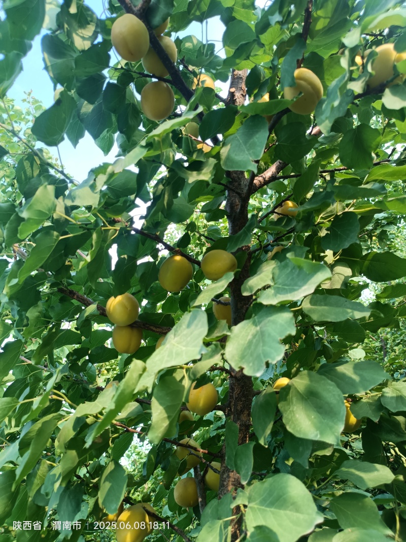 荷兰香蜜杏即将成熟