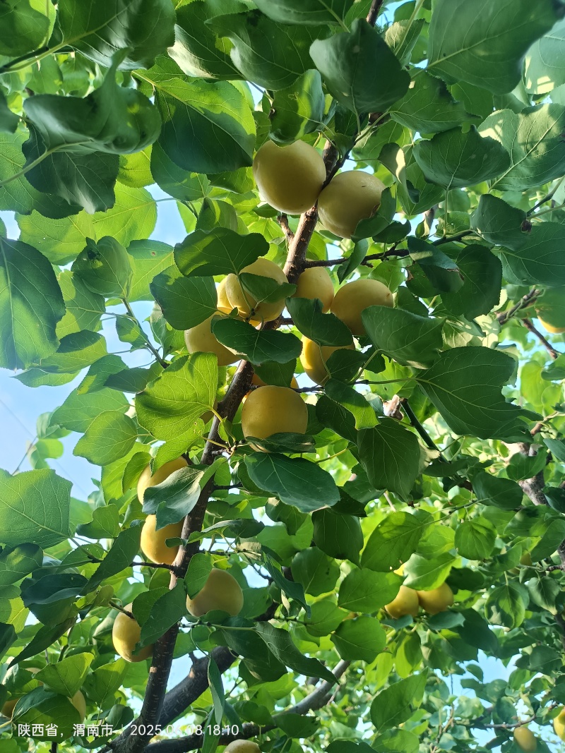 荷兰香蜜杏即将成熟