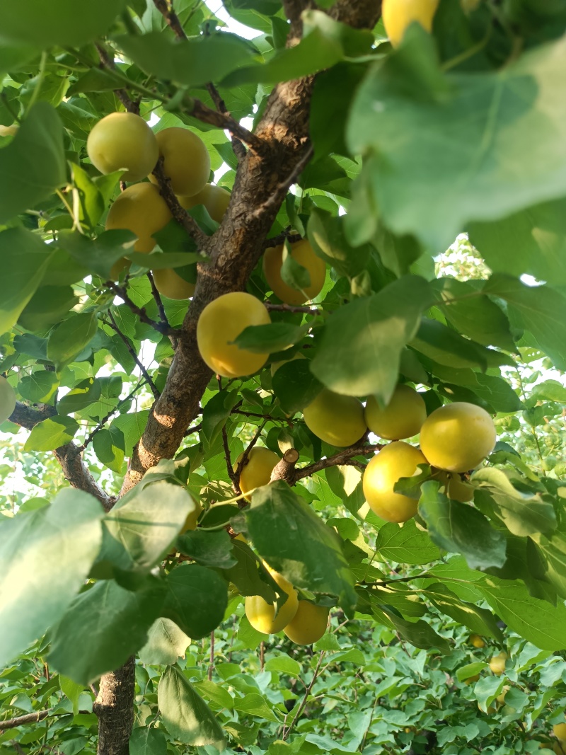 荷兰香蜜杏即将成熟