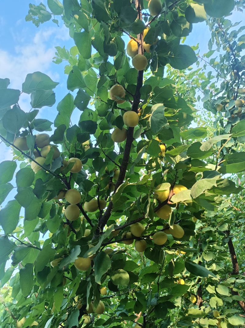 荷兰香蜜杏即将成熟