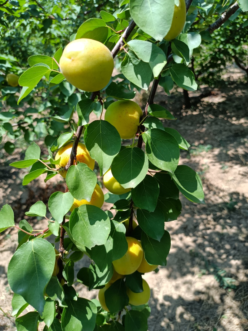 荷兰香蜜杏即将成熟