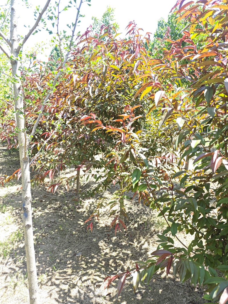 红叶碧桃树，树形优美大量供货产地直发欢迎咨询
