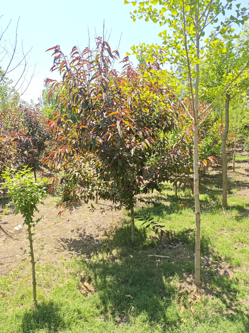 红叶碧桃树，树形优美大量供货产地直发欢迎咨询
