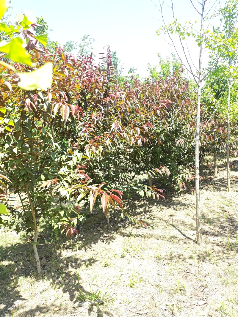 红叶碧桃树，树形优美大量供货产地直发欢迎咨询