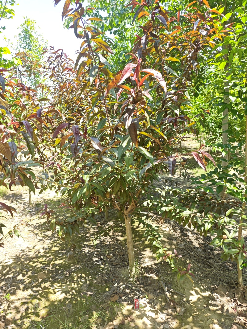 红叶碧桃树，树形优美大量供货产地直发欢迎咨询