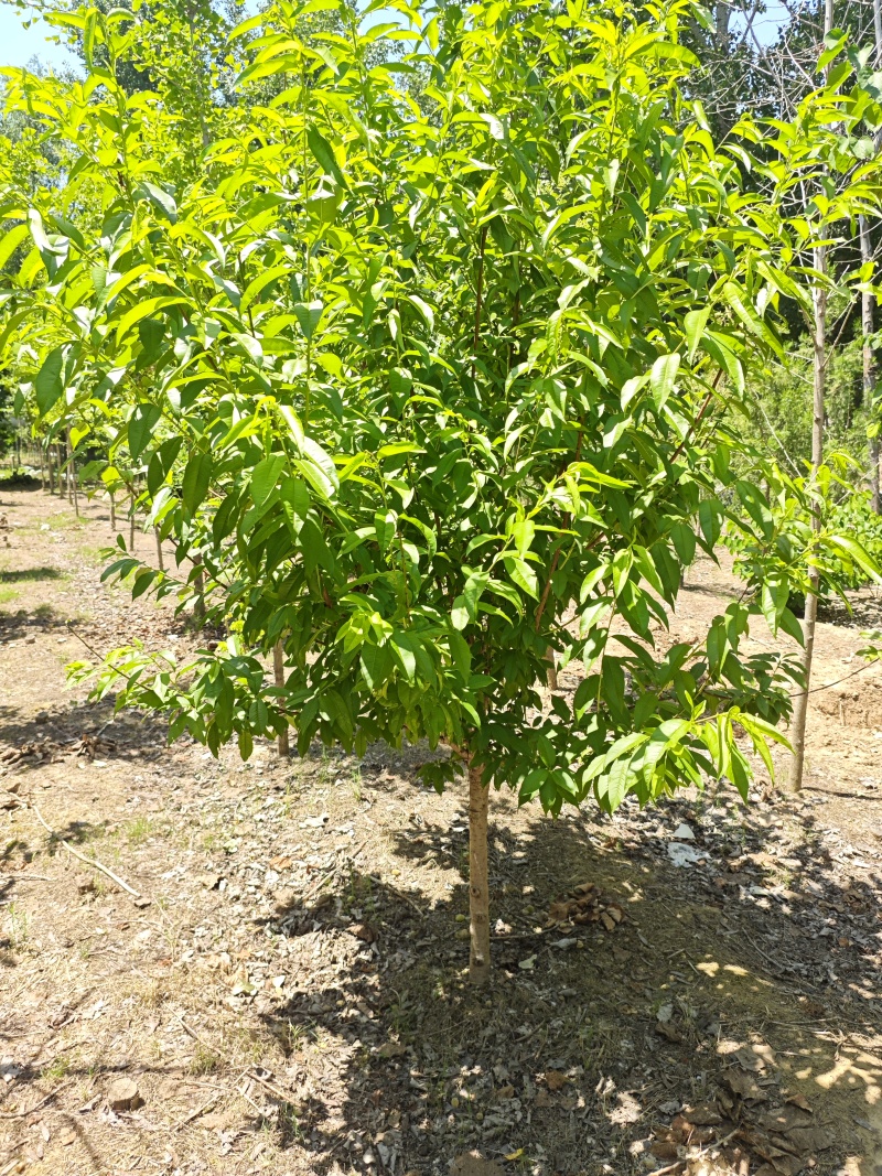 红叶碧桃树，树形优美大量供货产地直发欢迎咨询