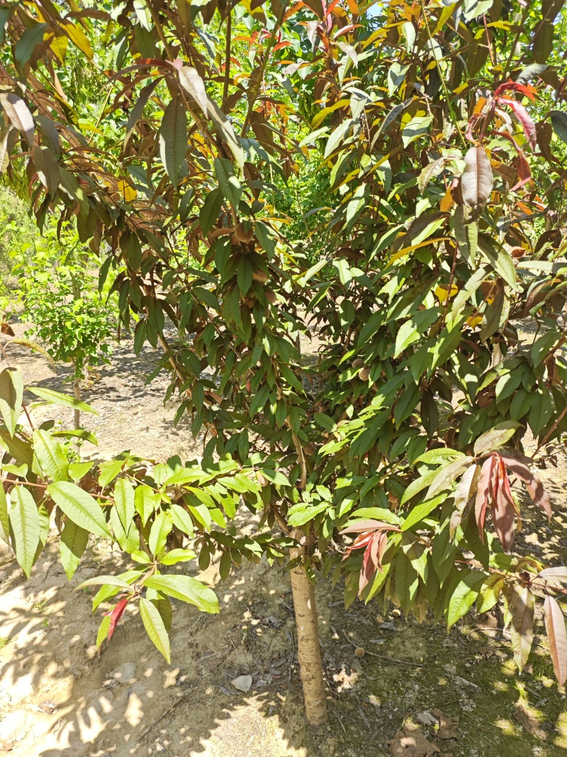 红叶碧桃树，树形优美大量供货产地直发欢迎咨询