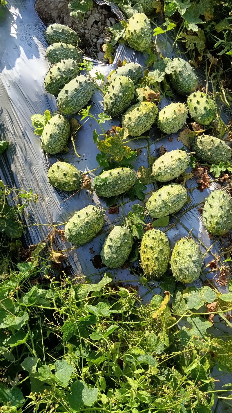 剌角瓜（火参果）