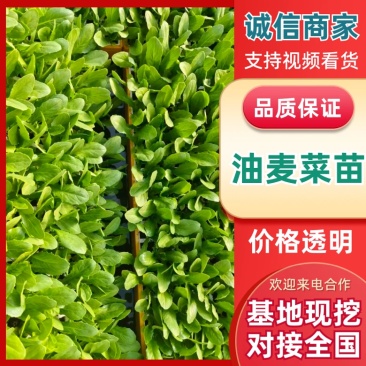 云南油麦菜苗产地发货，根系发达粗壮，提供技术指导，