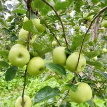 藤木苹果现摘现发，产地直供对接商超市场电商