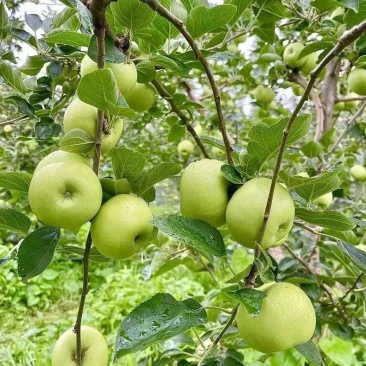 辽伏苹果现摘现发，产地直供对接商超市场电商