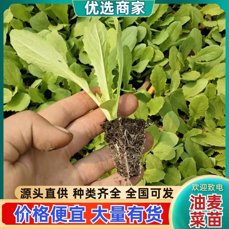 云南油麦菜苗产地发货，根系发达粗壮，提供技术指导，