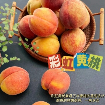 毛桃，黄桃，彩虹黄桃产地一手货源，品质优，货源充足