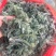 正宗茵陈种子白蒿种子绵茵陈种子茵陈籽提供种植技术出芽率高