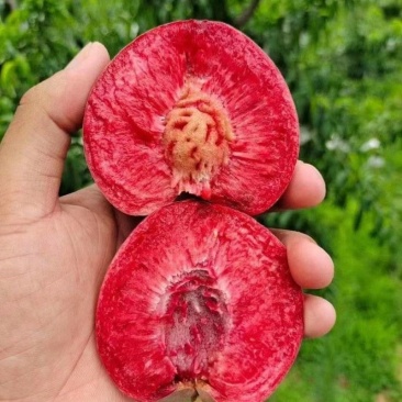 血桃，胭脂红血桃，产地大量供应市场，电商，社区团购