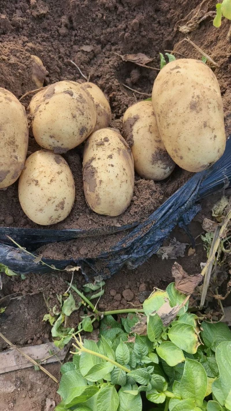 土豆个大质量特别好，每年规模种植