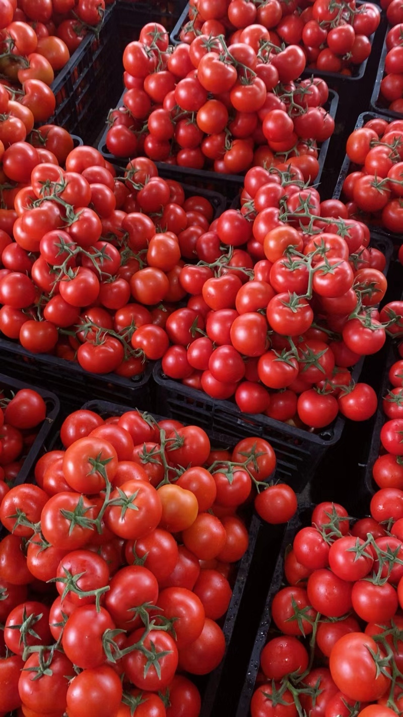 大红西红柿，大量上市